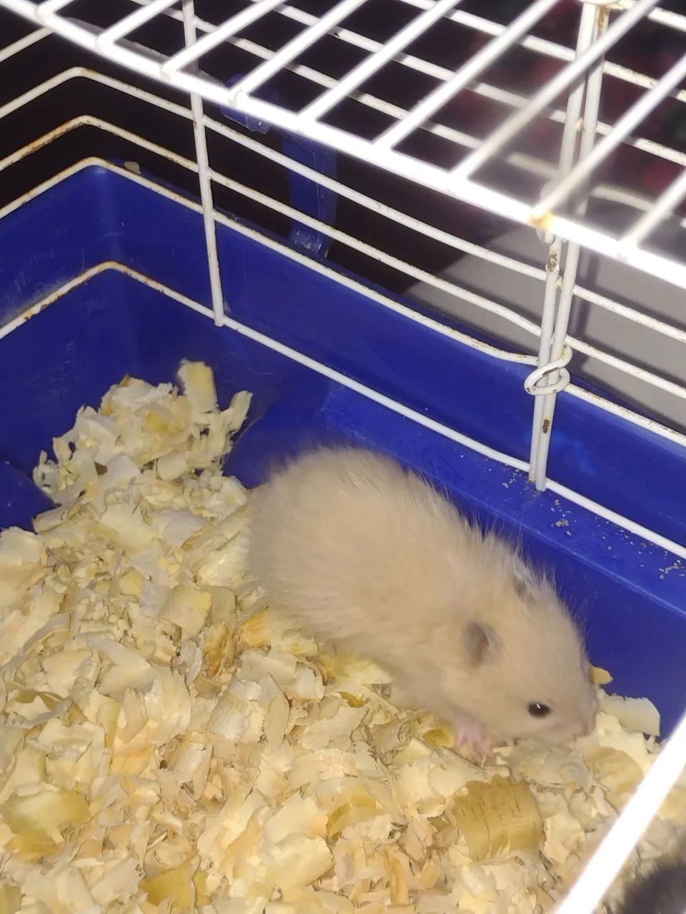 Filhotes de hamster sírio  - Foto 3