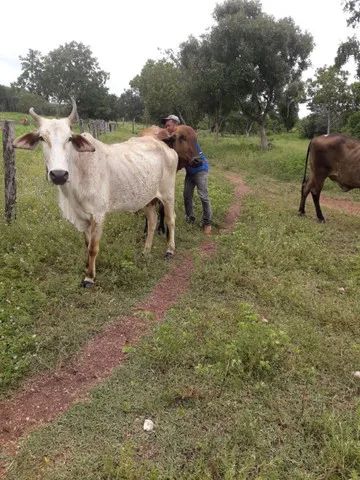 Vendo uma fazenda no municipio de conceiçao do tocantins - Foto 4
