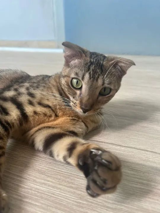 Scottish Fold macho com vacinado e castrado com  exame de fiv e felv 