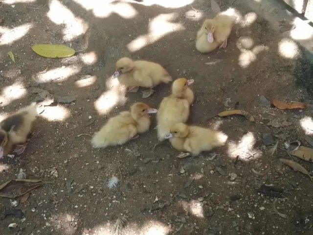 Vende-se casal de patos com patinhos - Foto 3