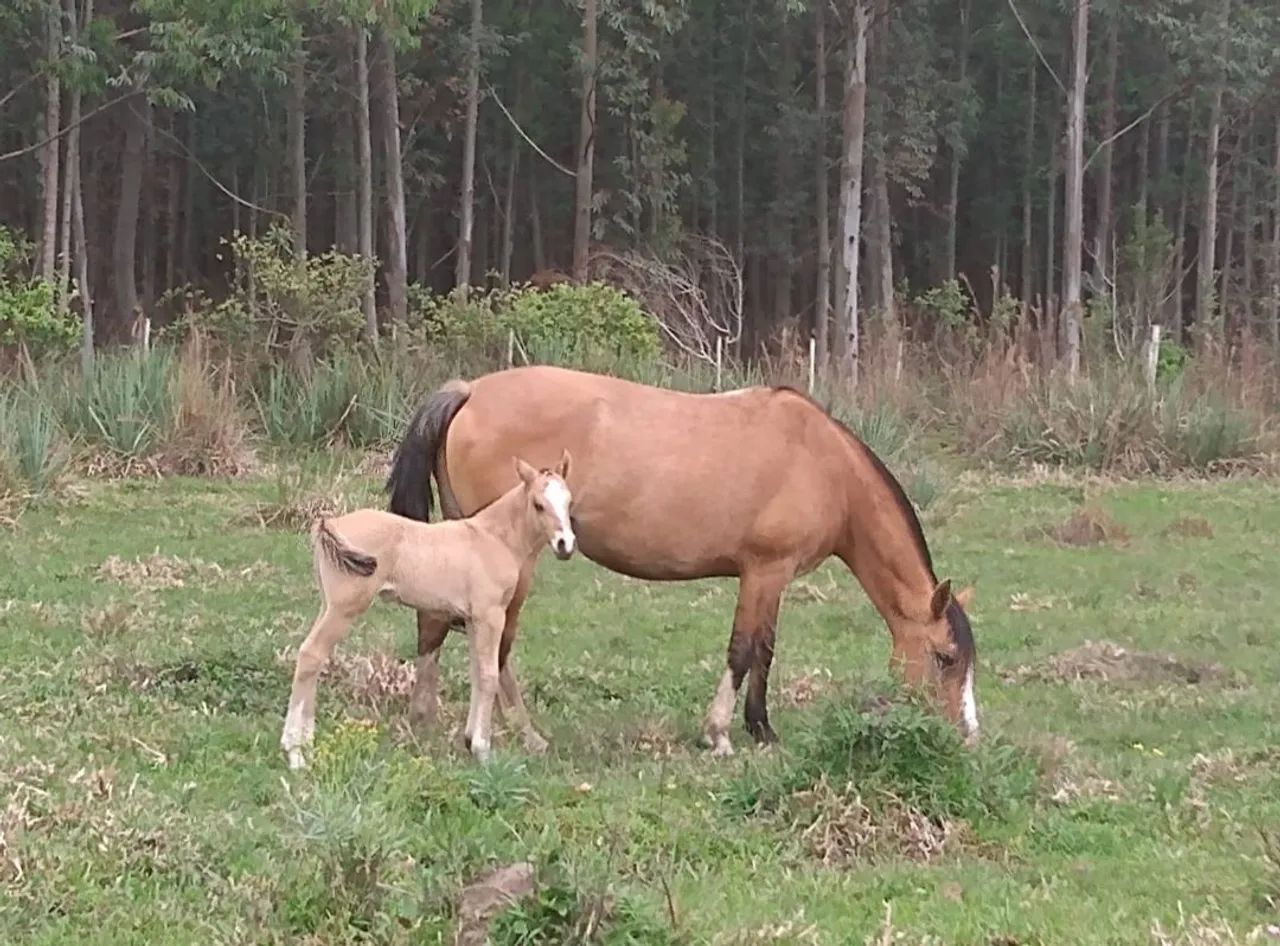 Égua produtora de bragados - Foto 2