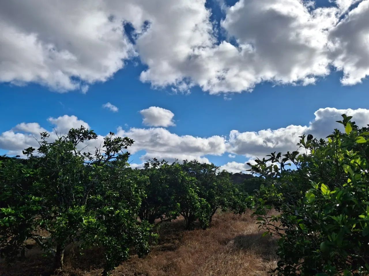 Sítio em Salgado - Sergipe