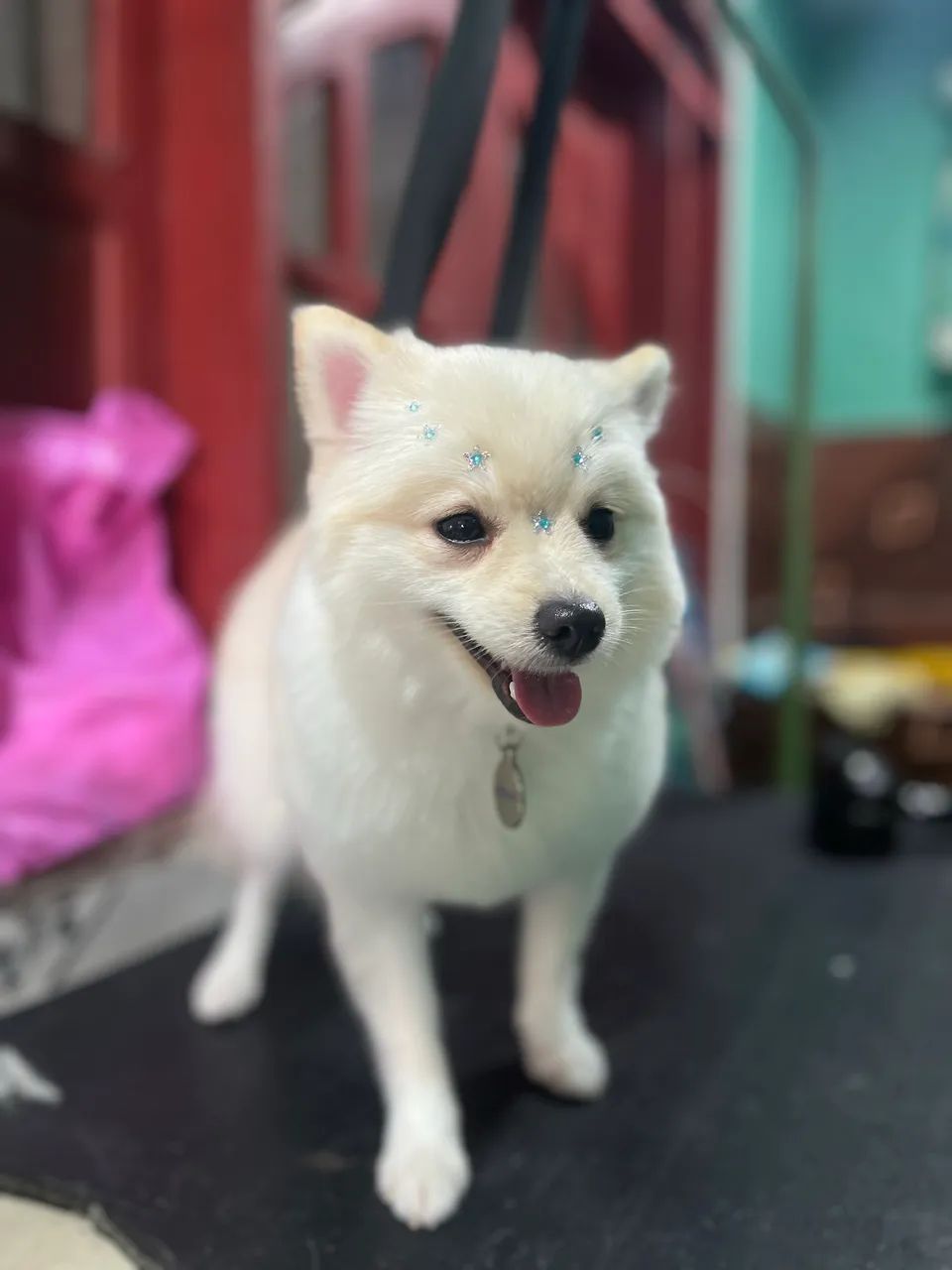 Banho e tosa  - Foto 4