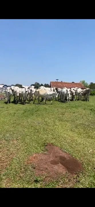 Novilhas Nelore - Foto 5