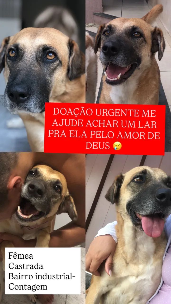 DOA-SE FÊMEA CASTRADA URGENTE