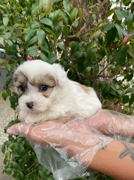 Lhasa Apso Filhotes com Pedigree e garantia de saude 