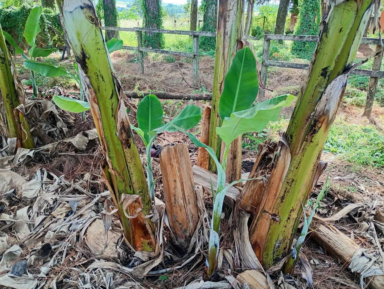 Muda de banana ? - Foto 6
