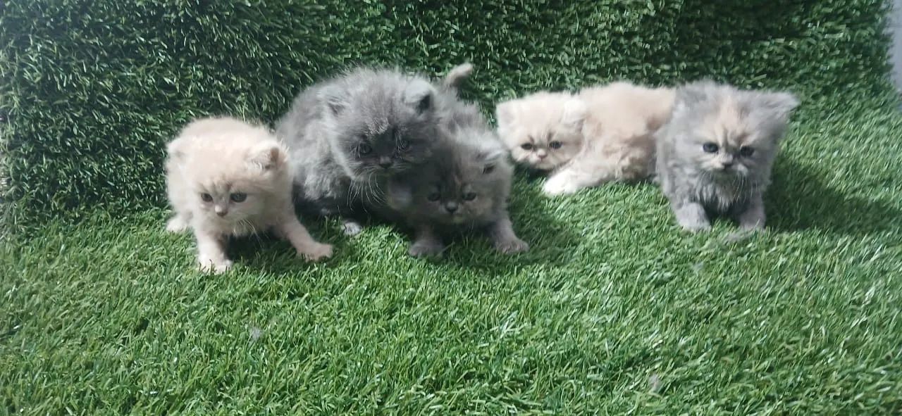 Gato persa  lindos filhotes a venda  - Foto 2
