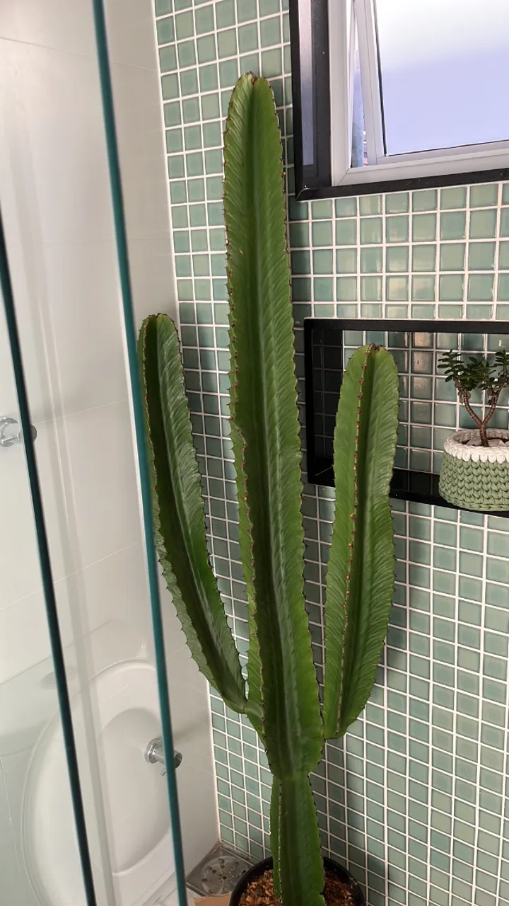 Plantas de Cactus (mandacaru)