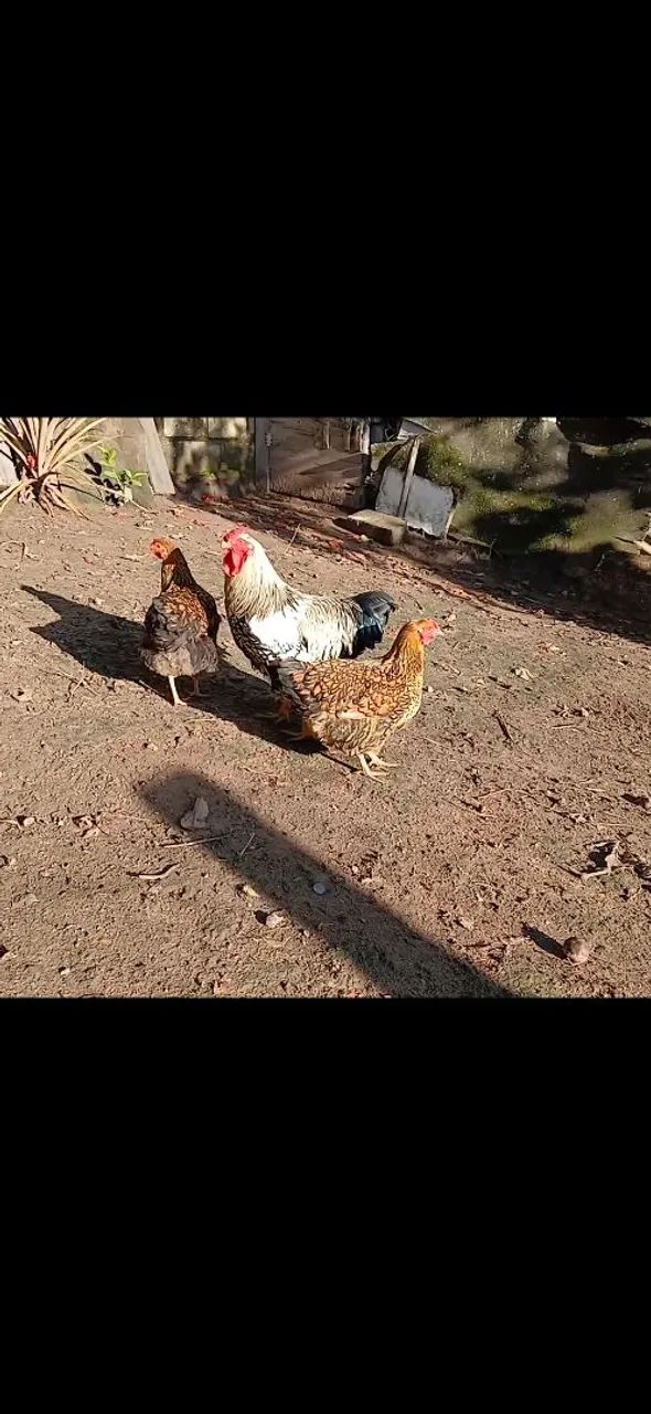 Galo e galinhas wyandotte 