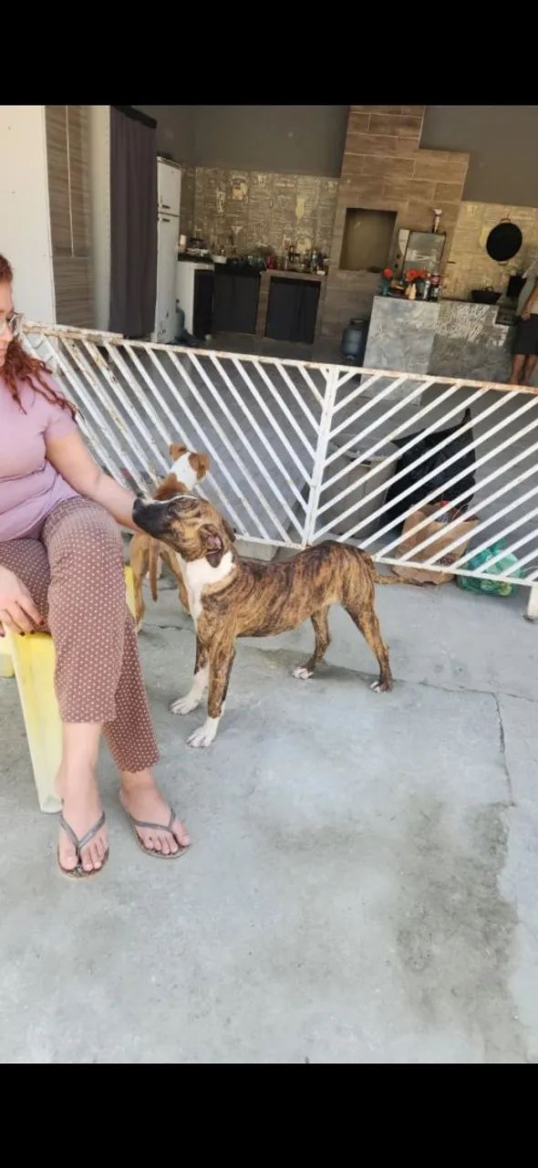 Doação filhote de pitbull