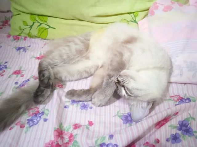 Gata 1 ano e 6 meses para adoção responsável - Foto 4