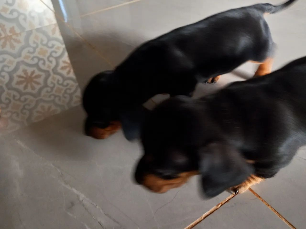 Basset femea e macho  disponiveis - Foto 3