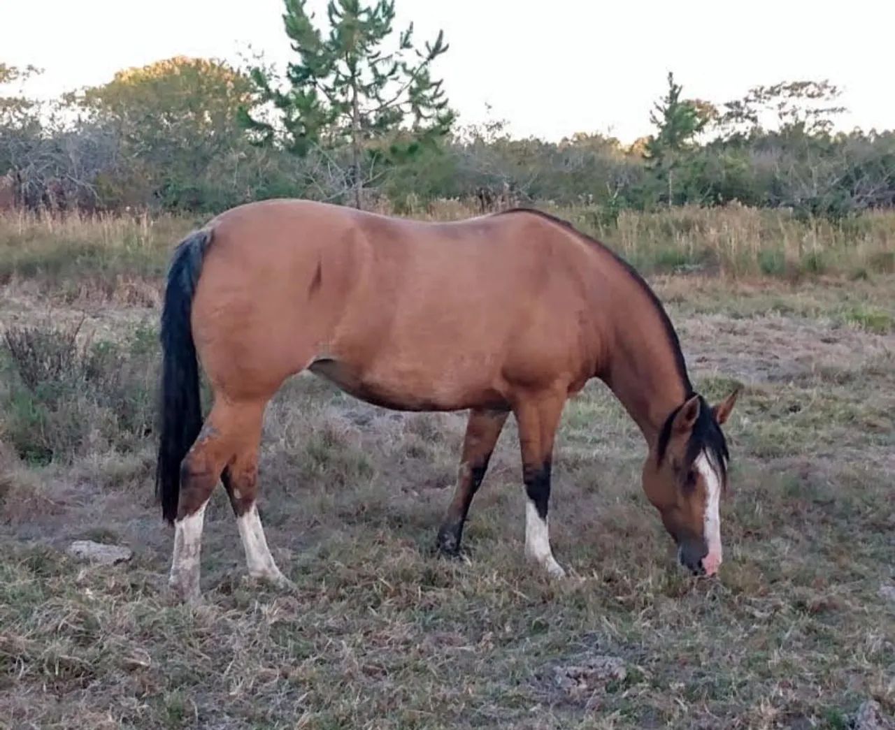 Égua produtora de bragados