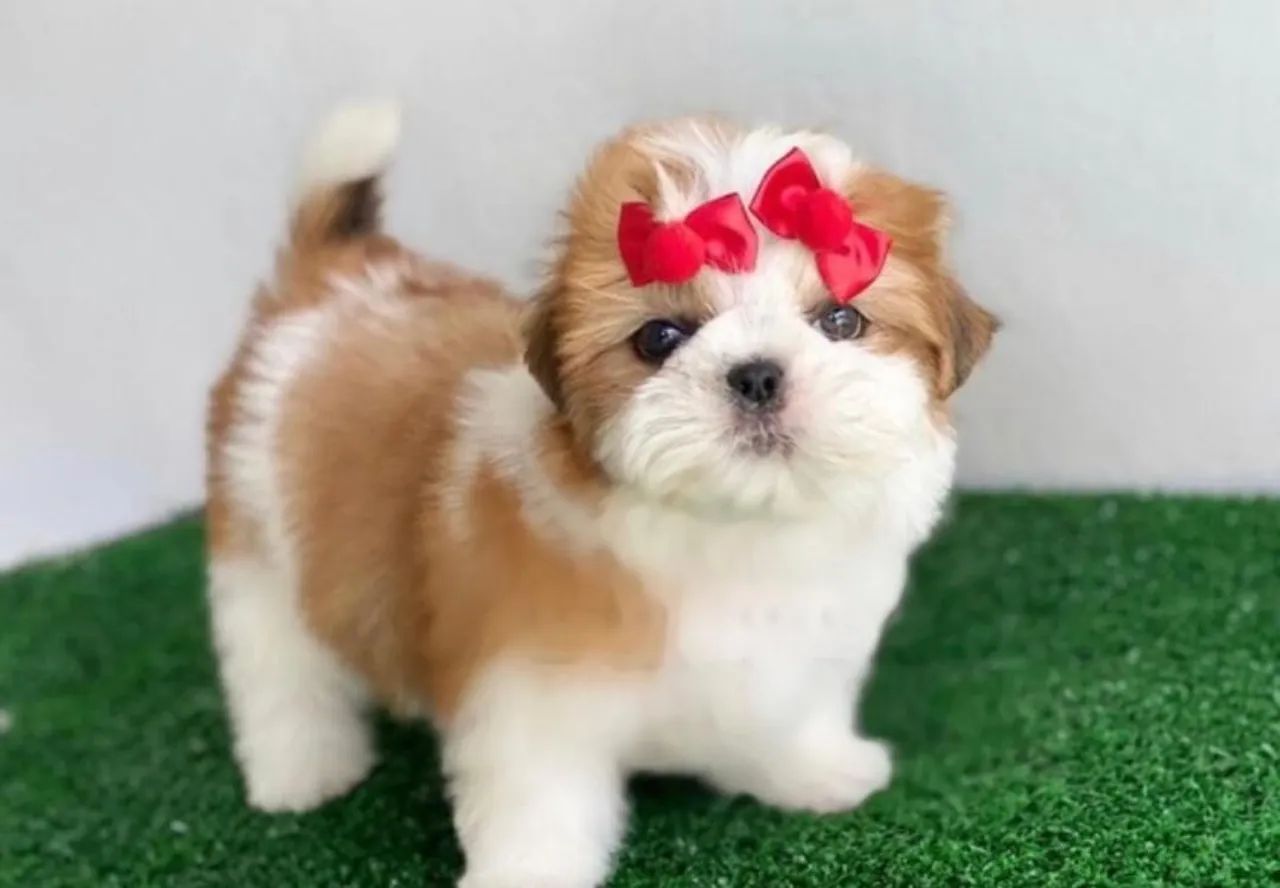 Filhotes de Shih Tzu  - Foto 6
