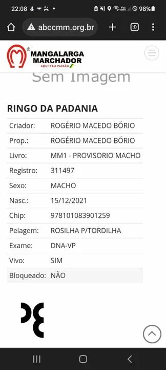 Cavalo Mangalarga Marchador puro registrado  - Foto 5