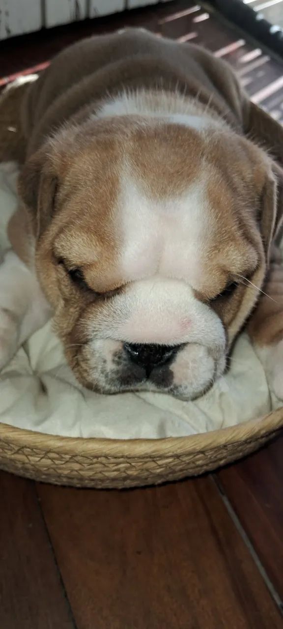 Bulldog inglês  - Foto 5