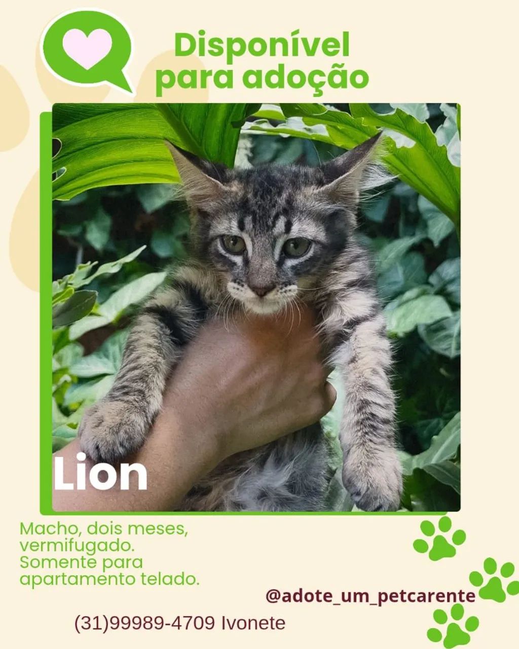 Gatinha preta disponível para adoção - Foto 2