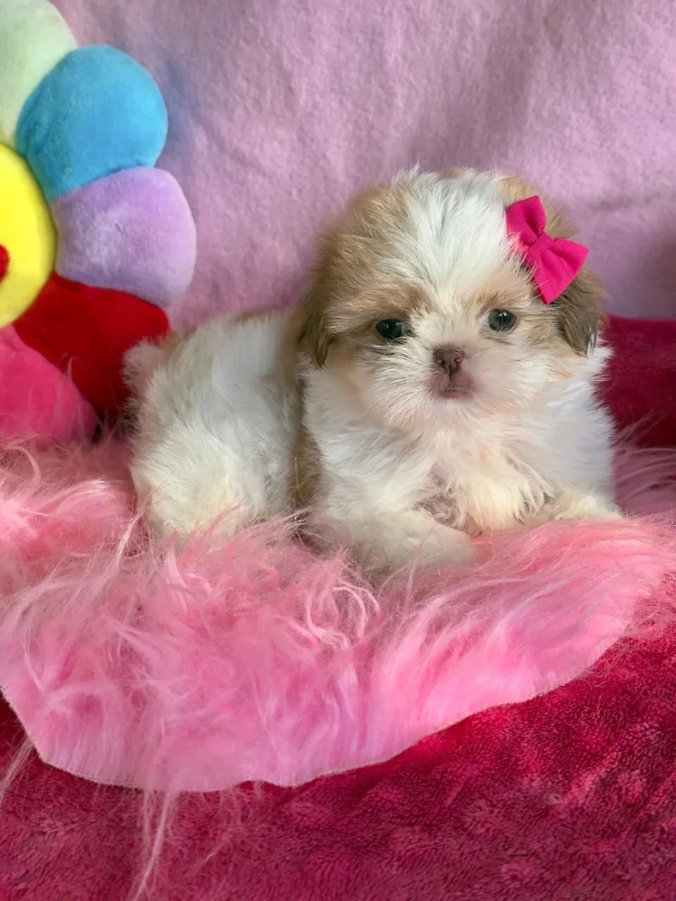 Filhote de Shih Tzu Fêmea - Foto 6