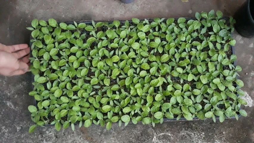 cerca viva murta bandeija de germinção 