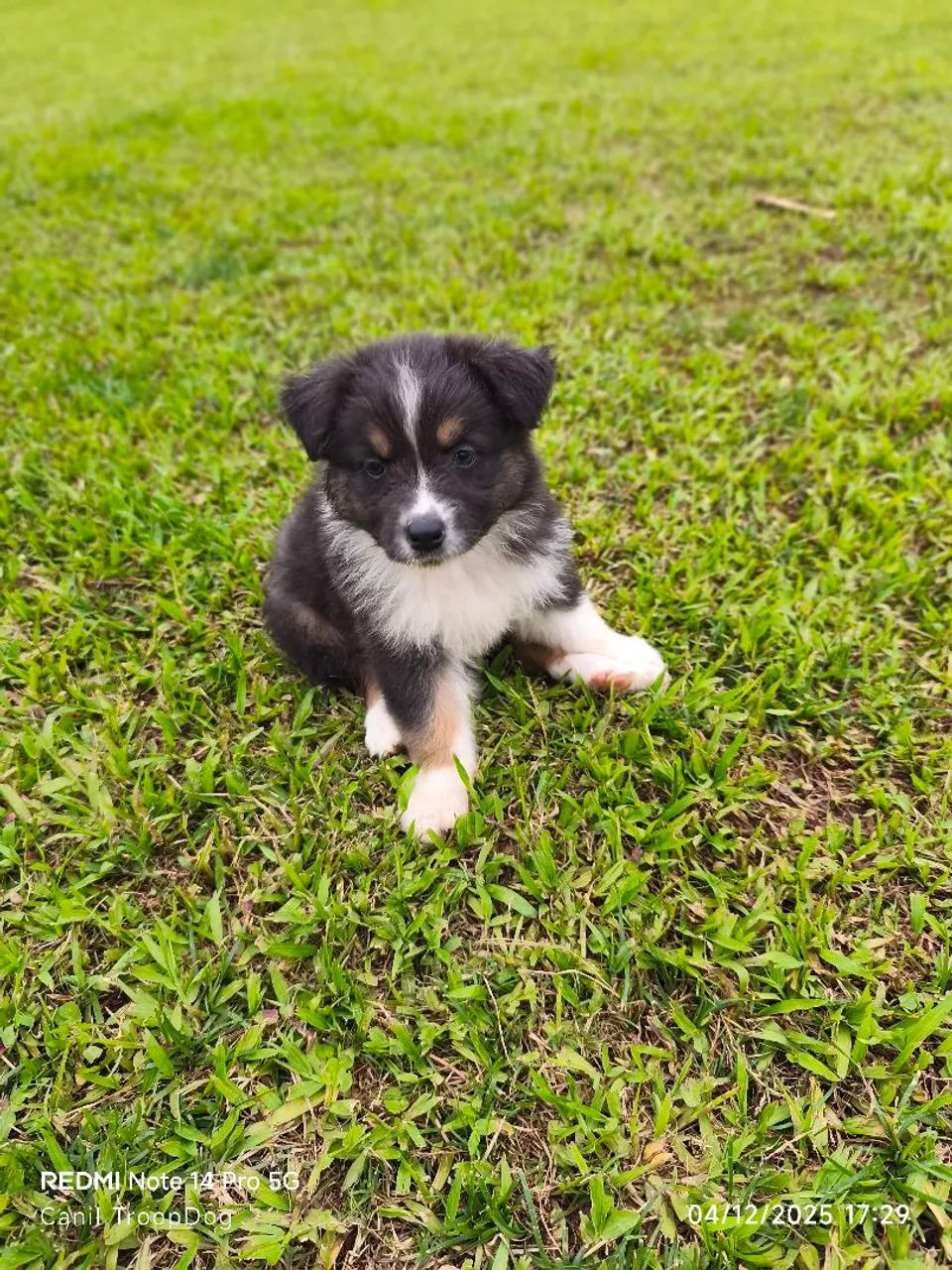 Pastor Australiano  - Foto 3