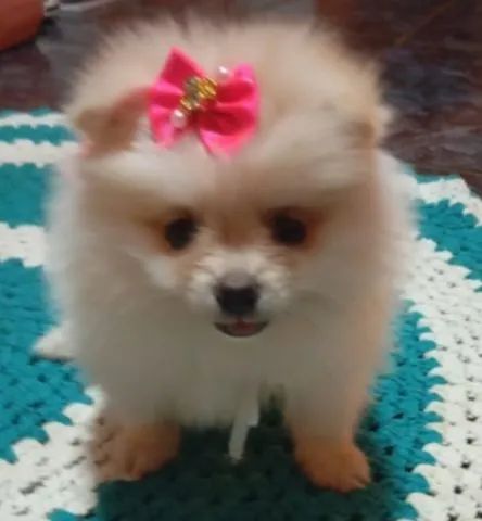 Linda filhotinha de Pomerânia