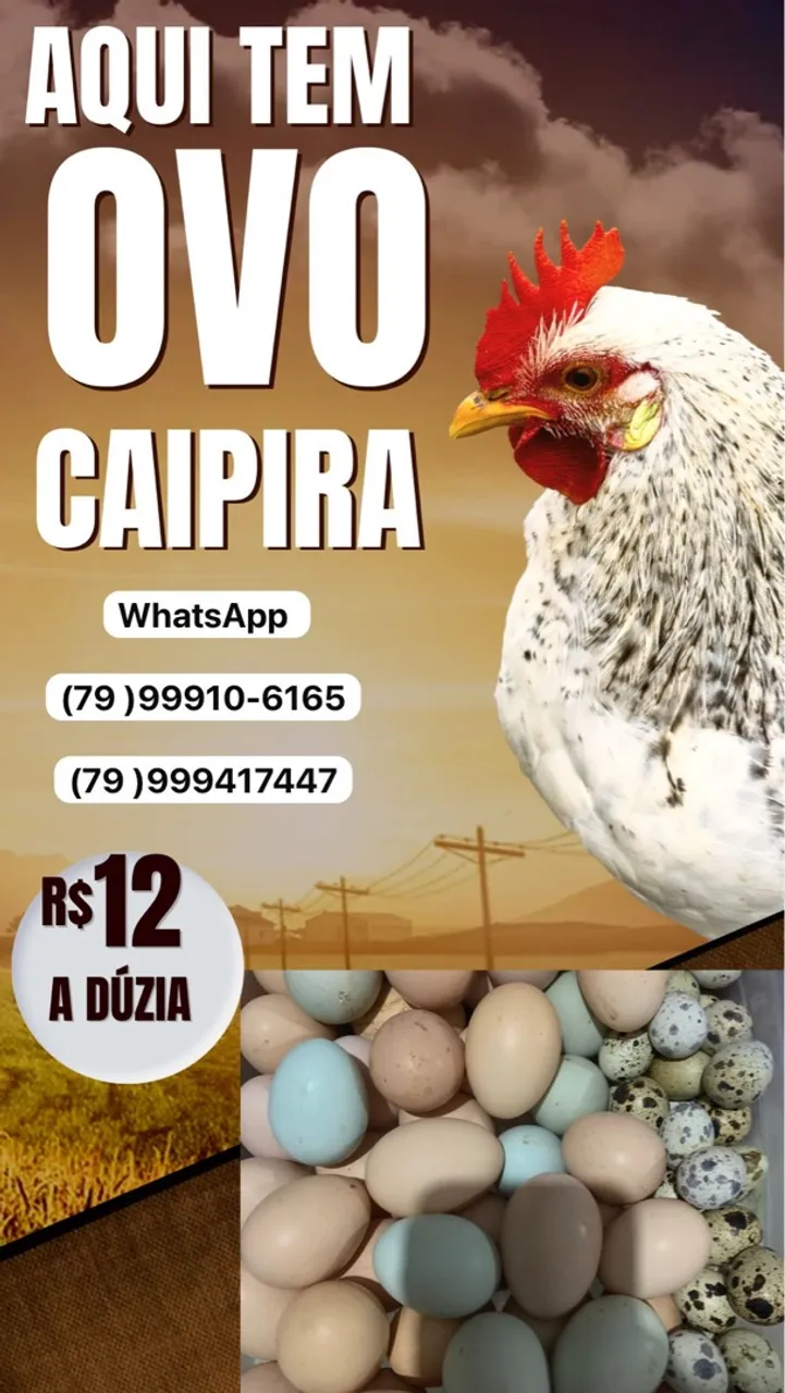 Vende-se ovos caipira