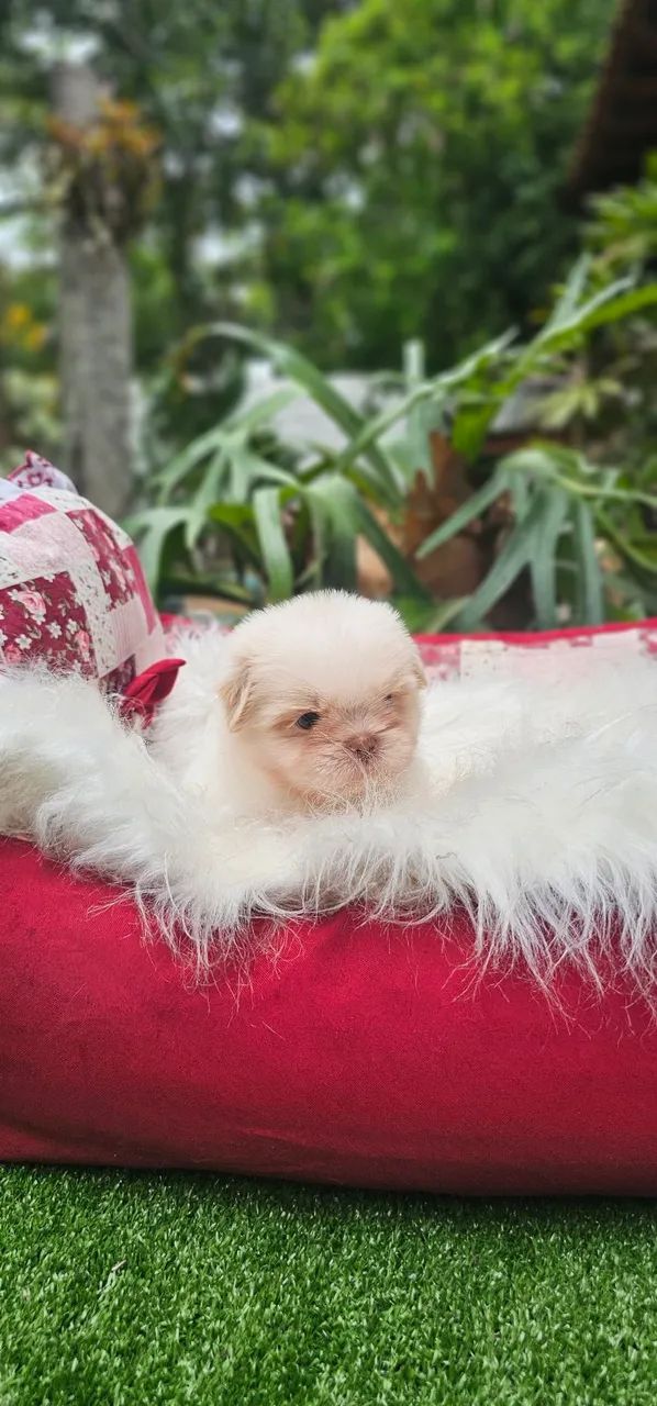 Shih-tzus Machos Branco e areia - Foto 2