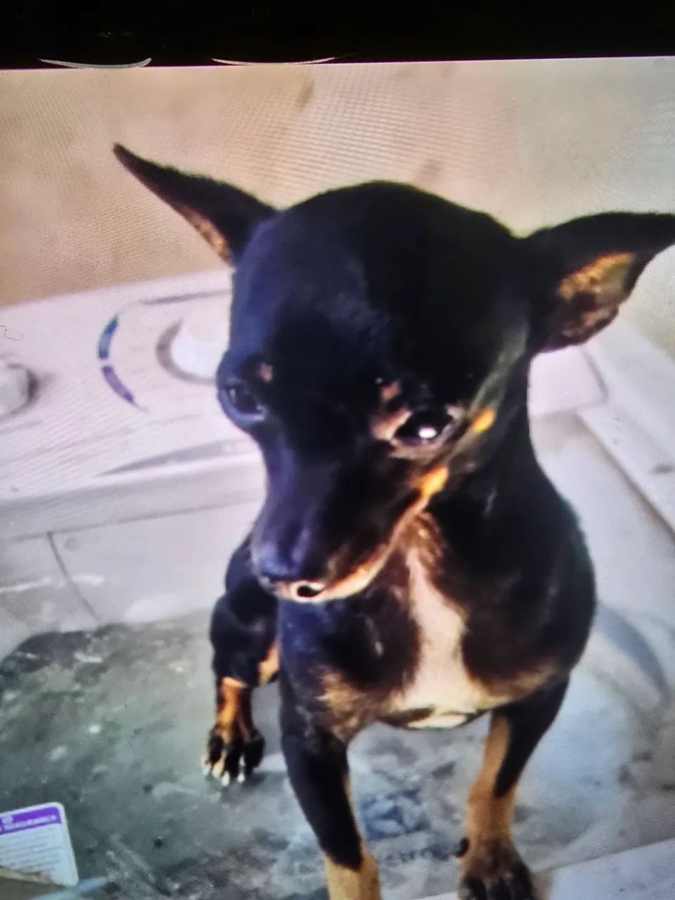 PINSCHER 0 macho adulto 
