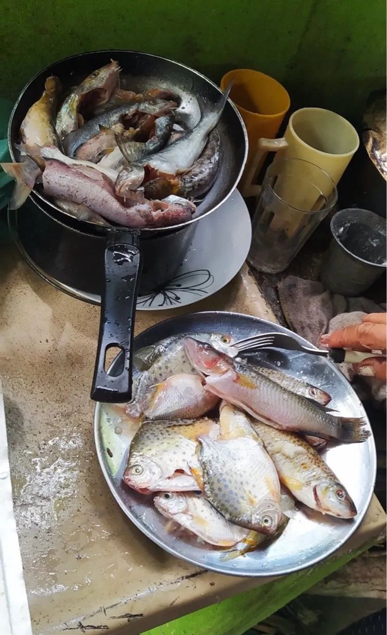 Peixe fresco para venda