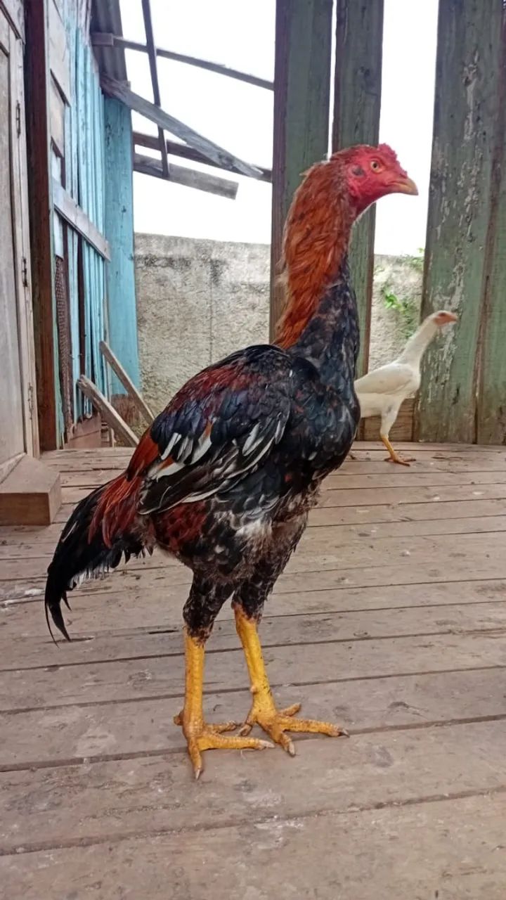 Frango de Raça - Foto 3