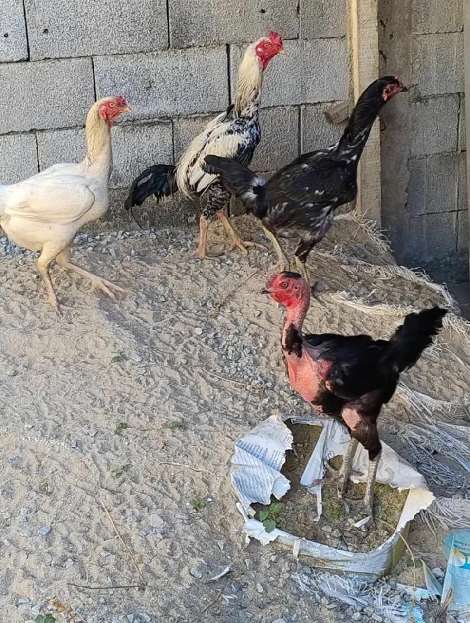 Galo - Foto 2