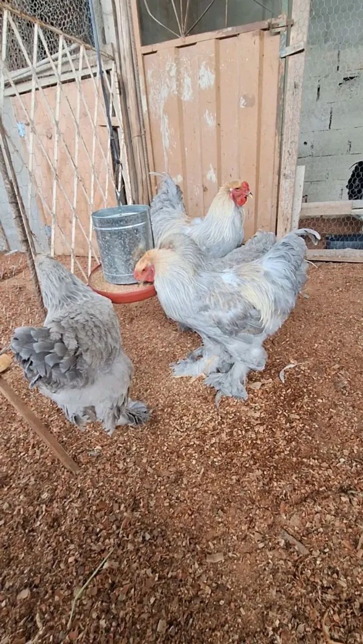 Ovos galinha brahma. - Foto 2