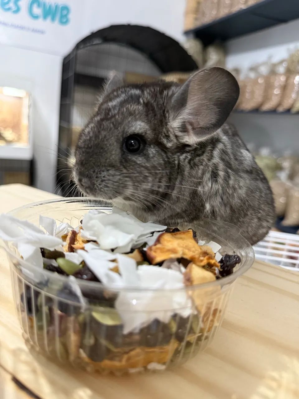 Chinchilas Mansas (Roedores CWB) - Foto 5