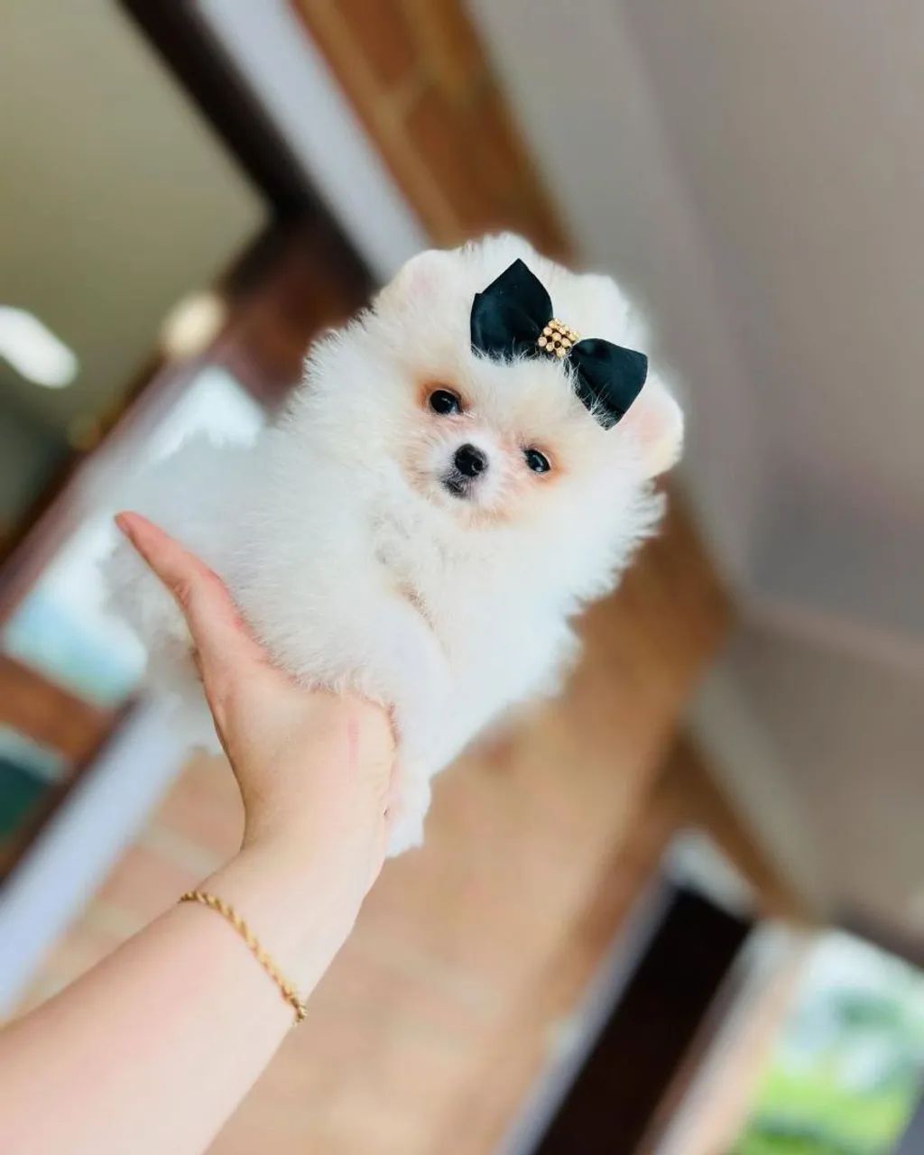 Spitz alemão e lulu POMERÂNIA  - Foto 2
