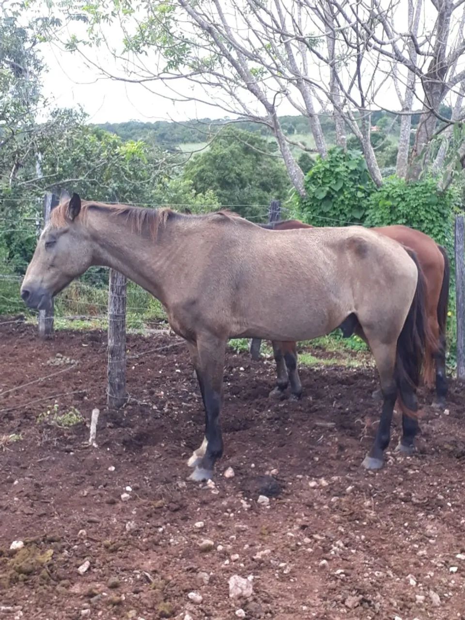 Equinos a Venda - Foto 4