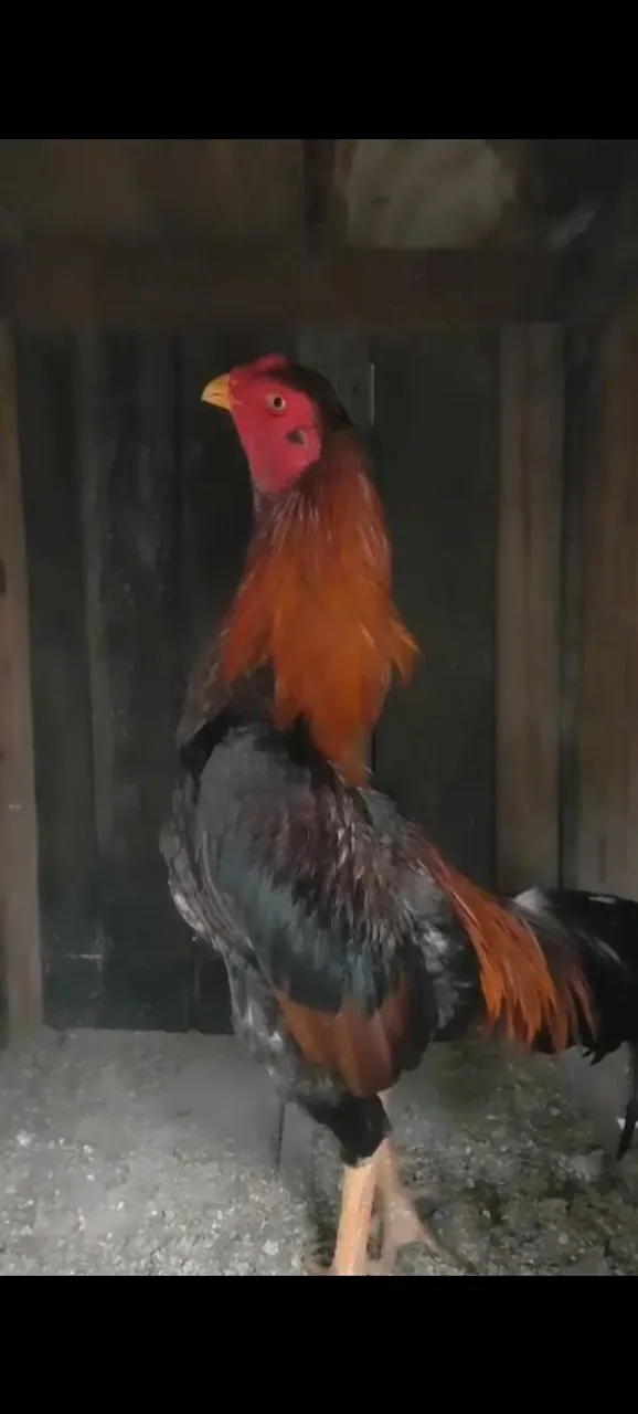 Galo índio 