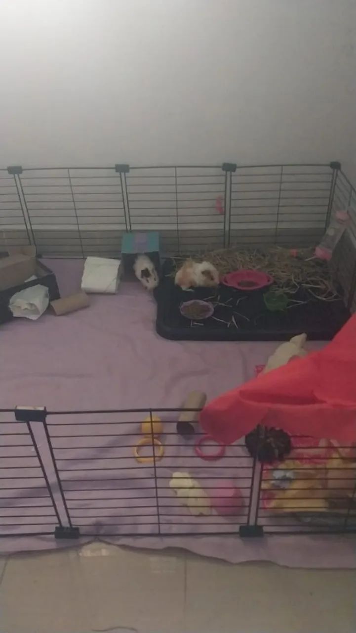 vendo duas porquinhas da india filhote, com cercadinho o pano, banheirinho e casinha  - Foto 3