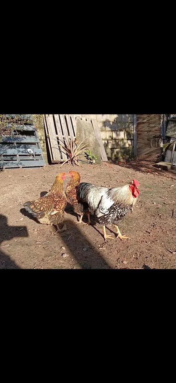 Galo e galinhas wyandotte  - Foto 2