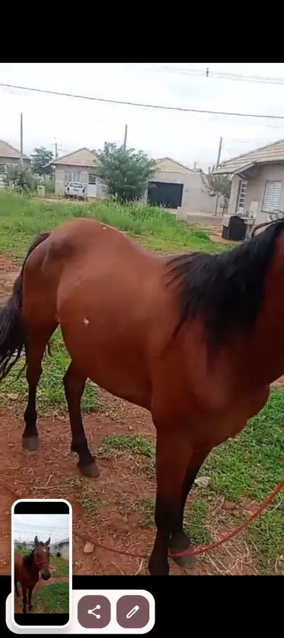 Égua grávida ela tem 5 anos  - Foto 5