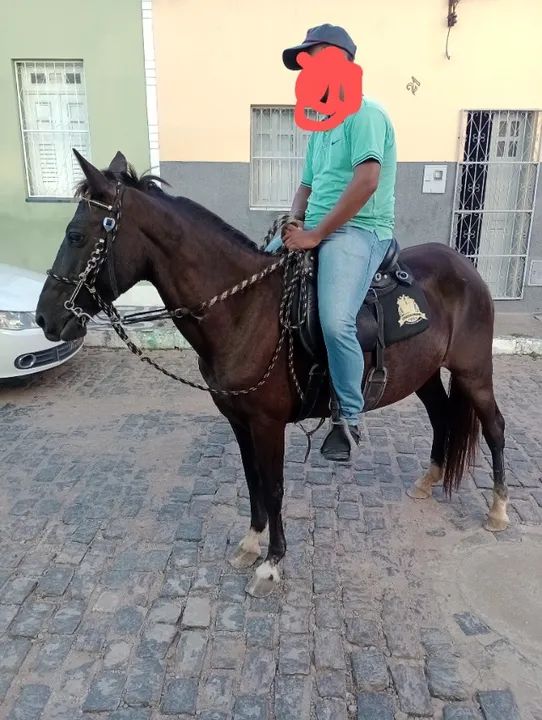 Égua preta - Foto 2