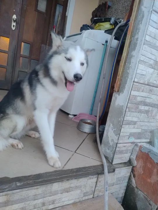 Husky Siberiano - Filhote