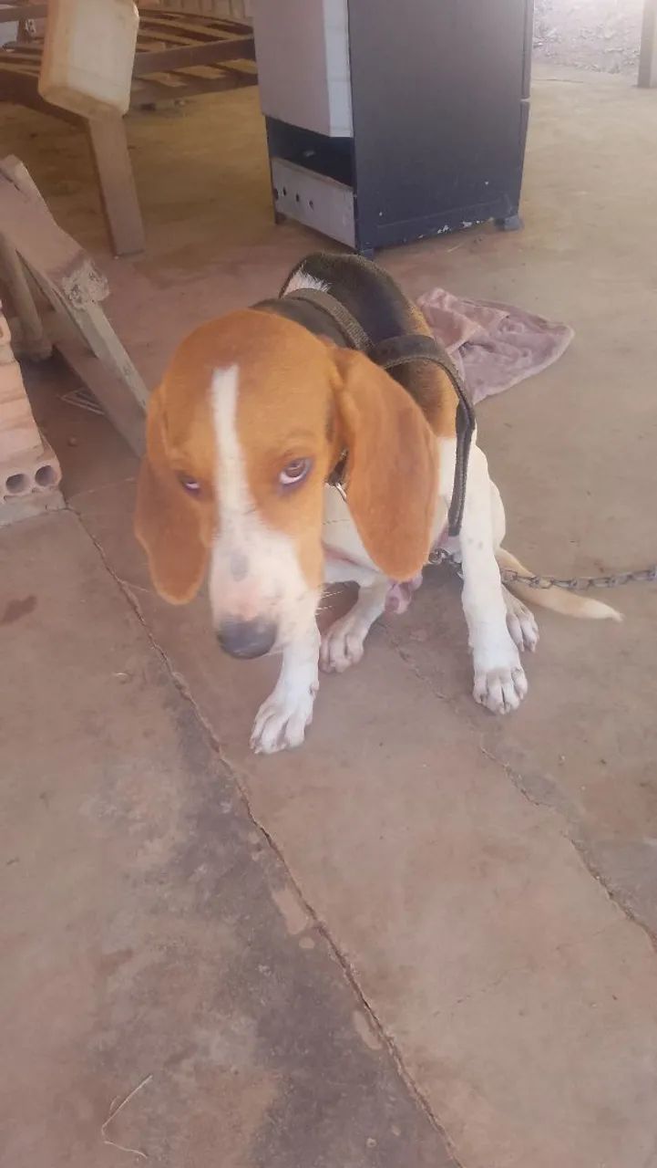 Cães Adoráveis para venda  - Foto 5