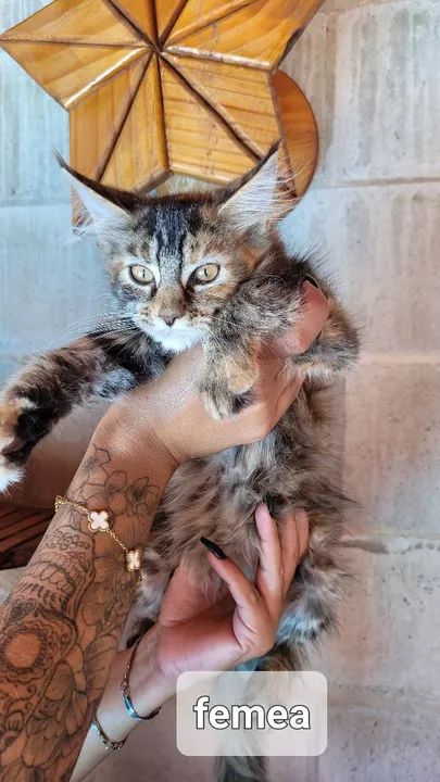 Maine coon filhotes - Foto 4