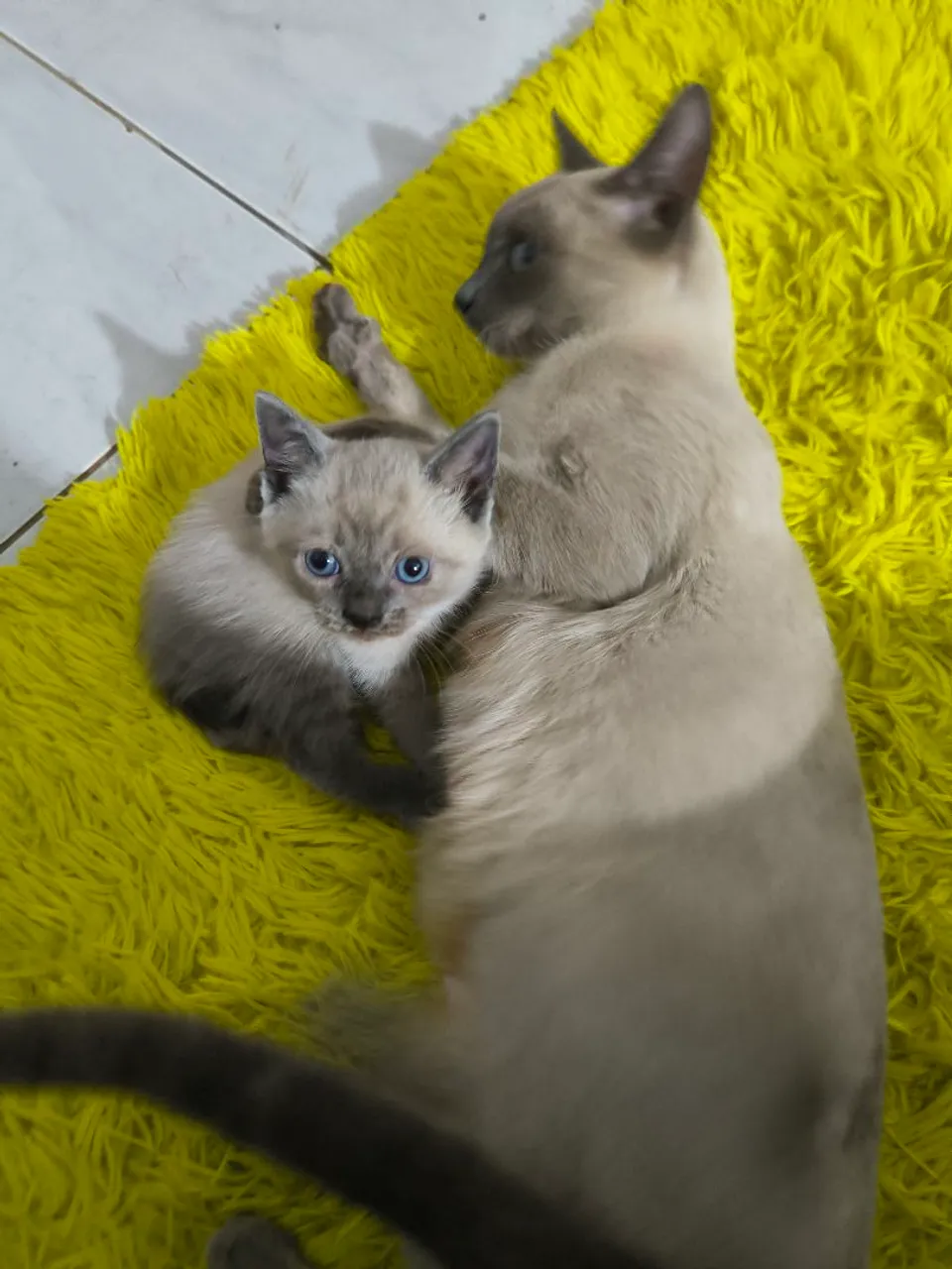 Gatinhos Siameses Lindos para Adoção