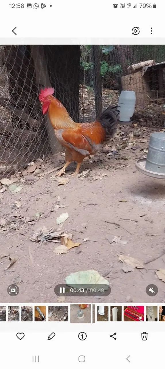 01 calo GSB está um ano - Foto 2