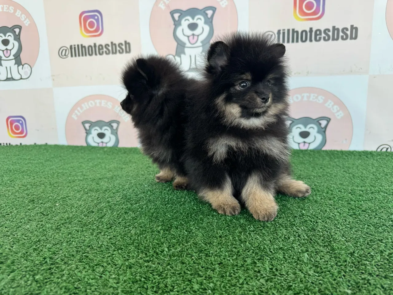 Filhote de Spitz Alemão (Lulu da Pomerânia)