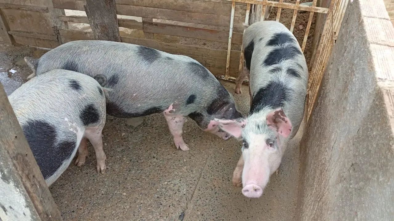 Porcos à venda - Foto 2