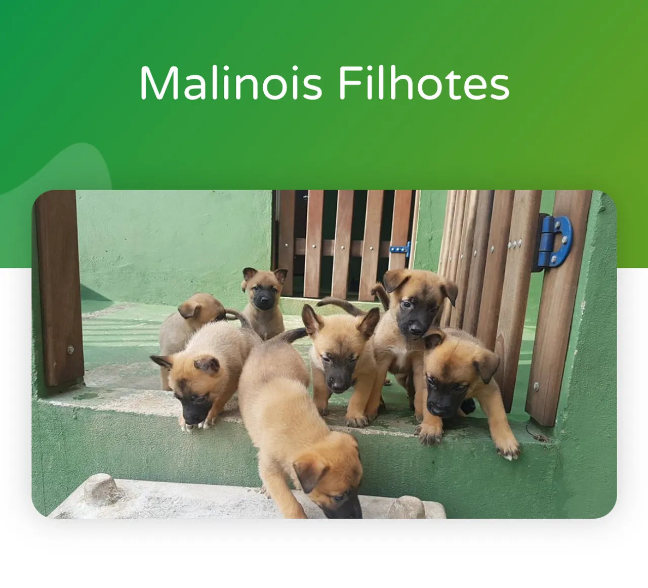Filhotes de Pastor Belga Malinois