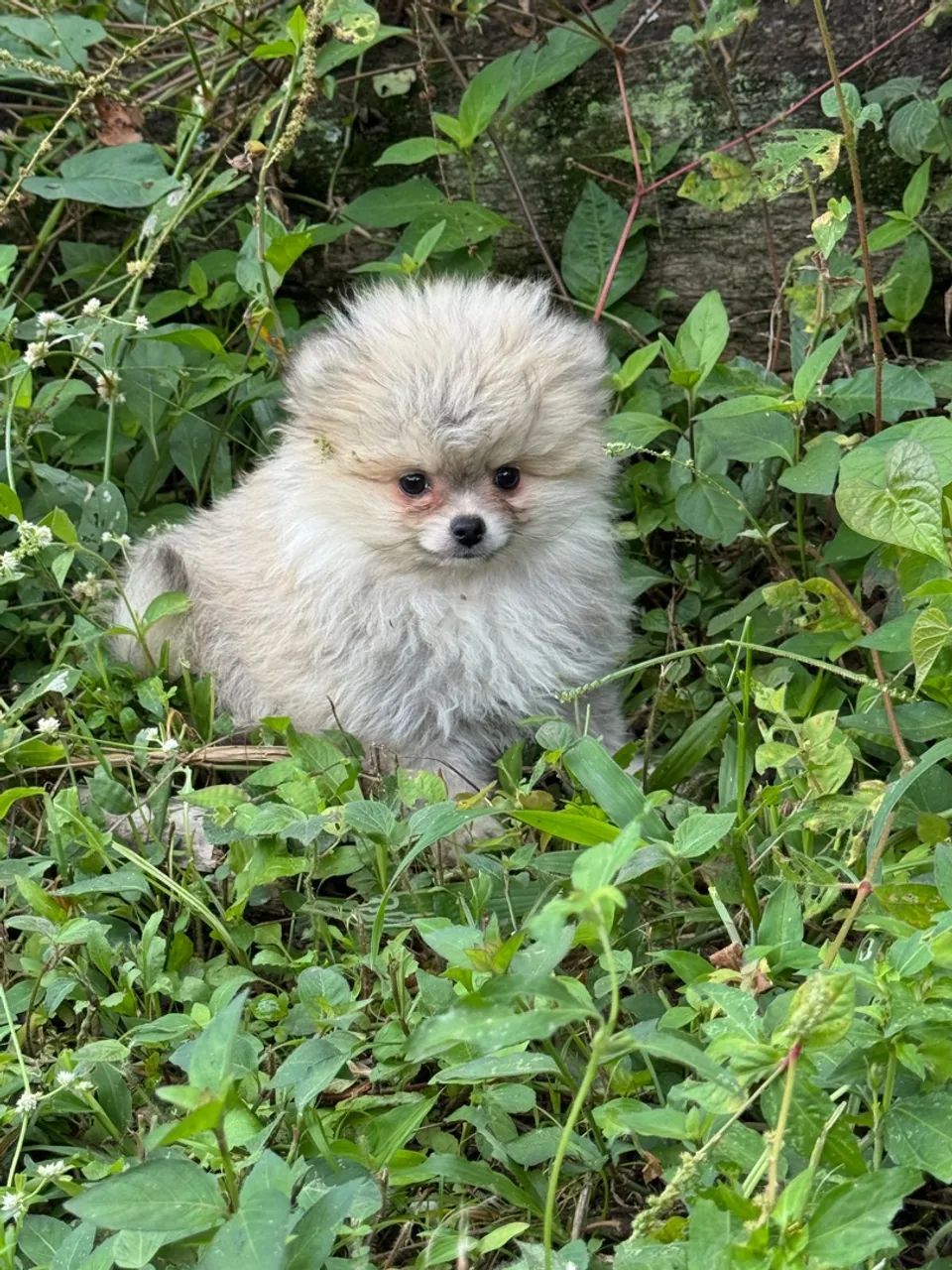 Spitz Alemão Filhote, machos , lindos, pedigree , vacinado, pequeninos  - Foto 3
